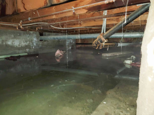 Best Water damage restoration specialists  in Belmond, IA