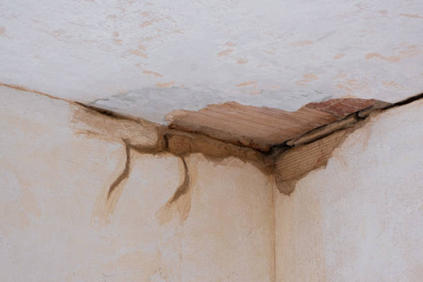 Best Professional water damage repair  in Belmond, IA