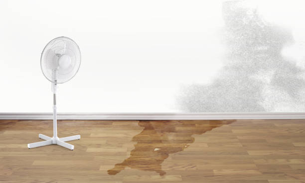 Best Flood restoration services  in Belmond, IA