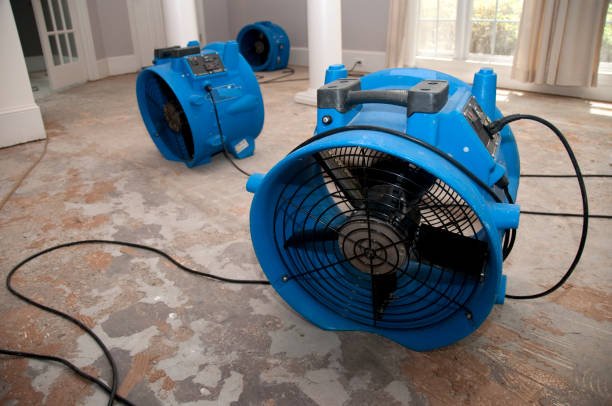 Best Professional water damage repair  in Belmond, IA