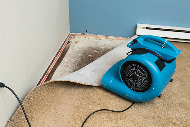 Best Flood restoration services  in Belmond, IA